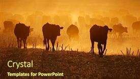 Presentation with south africa - Beautiful presentation design featuring silhouette-of-free-range-cattle backdrop and a tawny brown colored foreground