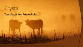  Presentation with cattle - Slide set having silhouette-of-free-range-cattle background and a gold colored foreground
