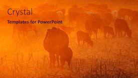  Presentation with cattle - Slide set with silhouette-of-free-range-cattle background and a gold colored foreground