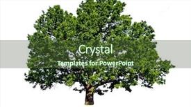  Presentation with tree silhouette - Cool new presentation theme with silhouette of the big oak backdrop and a tawny brown colored foreground