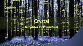  Presentation with tree - Slide deck consisting of silhouettes and millions of bluebell background and a tawny brown colored foreground