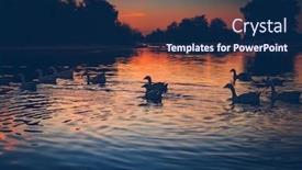  Presentation with birds - PPT layouts with silhouettes-of-a-beautiful-swans background and a navy blue colored foreground