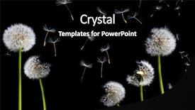  Presentation with dandelion - Presentation theme having silhouettes of dandelions background and a black colored foreground