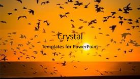  Presentation with spectacular - Cool new slides with silhouettes of flocks of birds backdrop and a gold colored foreground