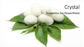  Presentation with green leaf - Slide deck with silk cocoons on green mulberry background and a white colored foreground