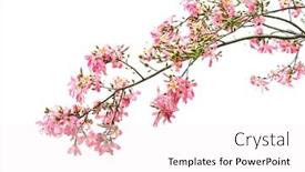 Presentation with silk - Slide set featuring silk-floss-tree-flower-isolated background and a white colored foreground