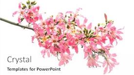  Presentation with silk saree - Cool new PPT layouts with silk-floss-tree-flower-isolated backdrop and a white colored foreground