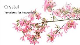  Presentation with silk - Colorful presentation theme enhanced with silk-floss-tree-flower-isolated backdrop and a white colored foreground