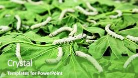  Presentation with silk - Beautiful presentation featuring silk industry - silkworms close up backdrop and a seafoam green colored foreground
