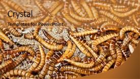  Presentation with indonesia - Amazing theme having silk worfm - hundreds of brown worms backdrop and a gold colored foreground