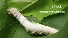  Presentation with green leaf - Beautiful PPT layouts featuring silk worm eating mulberry green backdrop and a tawny brown colored foreground