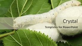 Presentation with worm - PPT layouts with silk worm on green mulberry background and a soft green colored foreground