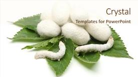  Presentation with white mulberry - Audience pleasing PPT theme consisting of silk worm on green mulberry backdrop and a cream colored foreground