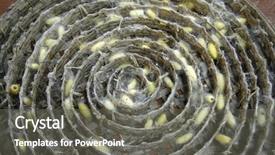  Presentation with silk industry - Audience pleasing PPT layouts consisting of silk worms at a silk backdrop and a gray colored foreground