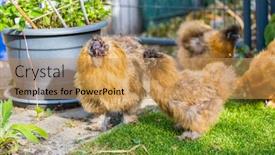  Presentation with focus - Beautiful slide set featuring silkie-breed-poultry-with-fluffy backdrop and a yellow colored foreground