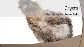  Presentation with hen - PPT theme featuring silkie hen sometimes spelled silky background and a light gray colored foreground