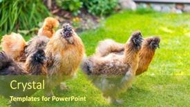  Presentation with leather - Colorful theme enhanced with silkie-hens-and-rooster-looking backdrop and a tawny brown colored foreground
