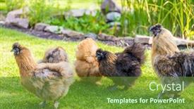  Presentation with leather - Audience pleasing slides consisting of silkie-hens-and-rooster-looking backdrop and a tawny brown colored foreground