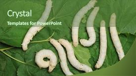  Presentation with green leaf - Beautiful slide deck featuring silk worfm - silkworm eating mulberry green leaf backdrop and a tawny brown colored foreground