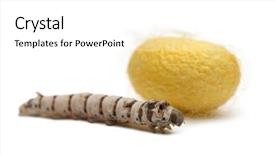  Presentation with larvae - Presentation design featuring larvae and cocoon bombyx mori background and a white colored foreground