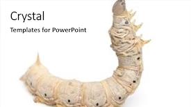  Presentation with larvae - Amazing PPT theme having silkworm larvae bombyx mori backdrop and a white colored foreground