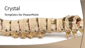  Presentation with larvae - Beautiful slide deck featuring silkworm larvae bombyx mori backdrop and a cream colored foreground