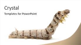  Presentation with larvae - Slide set enhanced with frozen red raspberries in sorting and processing machines background and a light gray colored foreground