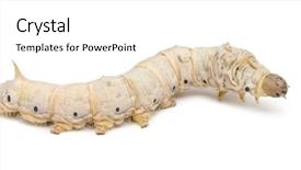  Presentation with silkworm - Presentation theme consisting of silkworm larvae bombyx mori background and a white colored foreground