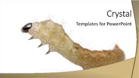  Presentation with larvae - Presentation consisting of silkworm larvae bombyx mori background and a white colored foreground