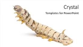  Presentation with larvae - Colorful slide set enhanced with sweet red-haired fairy in the woods in her hand she had a magic wand backdrop and a black colored foreground