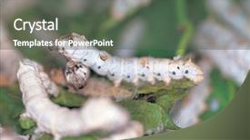  Presentation with larvae - Amazing PPT theme having silkworm larvae breeding backdrop and a gray colored foreground