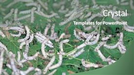  Presentation with larvae - Beautiful presentation design featuring silkworm larvae breeding backdrop and a gray colored foreground