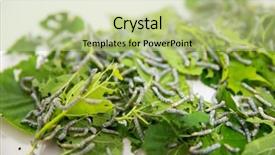  Presentation with silkworm - PPT theme with silkworm larvae on mulberry leaves background and a mint green colored foreground