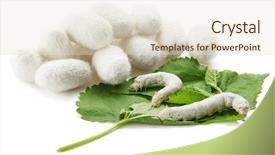 Presentation with silk - Slide set consisting of silkworm on green mulberry background and a lemonade colored foreground