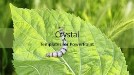  Presentation with worm - Theme having silkworm ringed silk worm eating background and a yellow colored foreground
