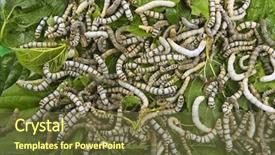  Presentation with eating - Slide set featuring silkworms eating mulberry leaf closeup background and a tawny brown colored foreground