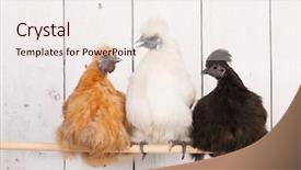  Presentation with baby chickens little cute chicks - Slides with silky - chickens in henhouse on stick background and a sky blue colored foreground