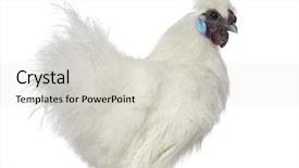  Presentation with hen - Amazing PPT theme having silky - white silkie hen isolated backdrop and a lemonade colored foreground