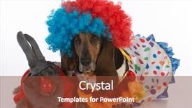  Presentation with basset hound - Slide deck consisting of silly clowns - a bunny rabbit and a basset hound wearing clown costumes on white background background and a tawny brown colored foreground