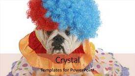  Presentation with english research - Theme having silly dog - english bulldog dressed background and a coral colored foreground