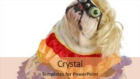  Presentation with english research - Cool new presentation theme with silly dog - english bulldog dressed backdrop and a yellow colored foreground