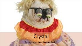 Presentation with english tenses - PPT layouts having silly dog - english bulldog wearing background and a  colored foreground