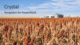  Presentation with sorghum - PPT theme enhanced with silos - red sorghum field and farm background and a light blue colored foreground