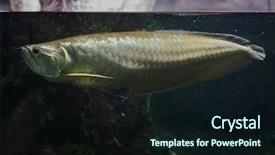  Presentation with freshwater fish - Beautiful PPT theme featuring silver arowana osteoglossum bicirrhosum freshwater backdrop and a wine colored foreground