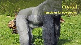  Presentation with animals nature - Slide set enhanced with nature animals - large male silver back western background and a tawny brown colored foreground