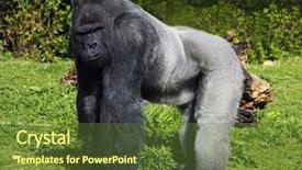  Presentation with surveying - Colorful theme enhanced with silver back western lowland gorilla backdrop and a tawny brown colored foreground