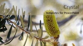  Presentation with australia - Presentation design featuring silver-banksia-flower-and-cone background and a coral colored foreground