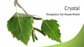  Presentation with isolated fall oak leaf - Beautiful presentation theme featuring silver birch leaves isolated backdrop and a white colored foreground
