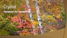  Presentation with maple leaves - Audience pleasing PPT theme consisting of silver-birch-tree-surrounded backdrop and a red colored foreground