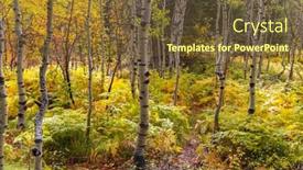  Presentation with fall foliage - Slide set consisting of silver-birch-trees-in-wasatch background and a tawny brown colored foreground